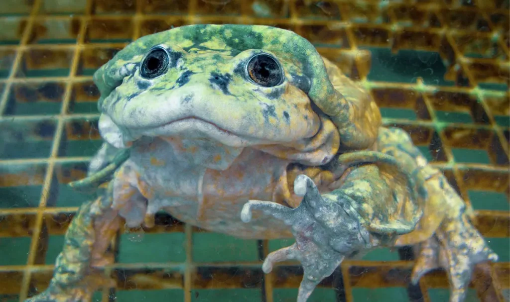 lake titicaca frog